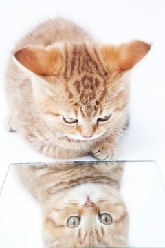 ディナチャルヤ—（１日の過ごし方）№８