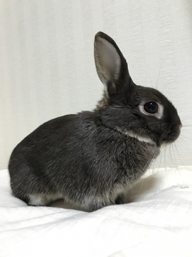 ディナチャルヤ—（１日の過ごし方）№10