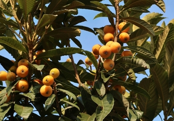 今が旬の「びわ」