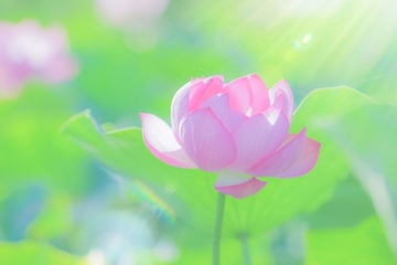 アーユルヴェーダの知恵を取り入れて②
～更年期の今だからこそアーユルヴェーダを取り入れた
生活スタイルで活力を取り戻しましょう～