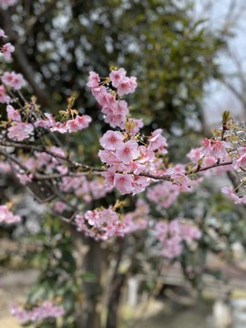 ラサーヤナ（若返り法）Ⅶ　コロナ対策のためにも免疫力アップ！！