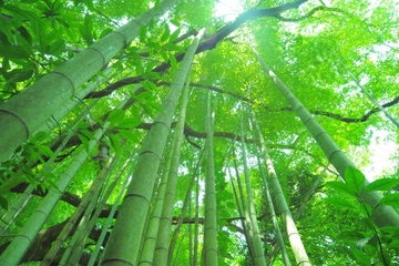 アーユルヴェーダと日焼け対策