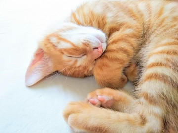 痩せたいならば⑬