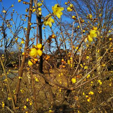 春が来ると思い出す〜花粉症〜