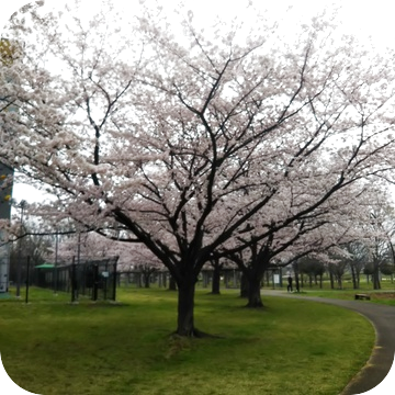 環境が変わる時期には白湯がオススメ！！
～心を体のバランスをとるために～