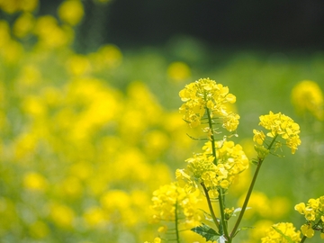 環境の変化にも負けない体つくりのための
女性にオススメのハーブはこれ！！