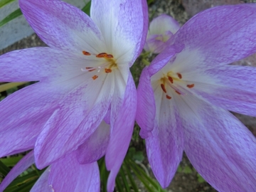 女性には欠かせない美肌オイル