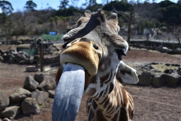 朝起きたら～鏡の前で舌をチェック！！