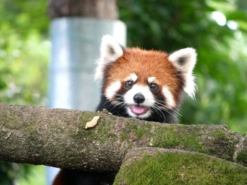 年齢を重ねるほど理想をもつ