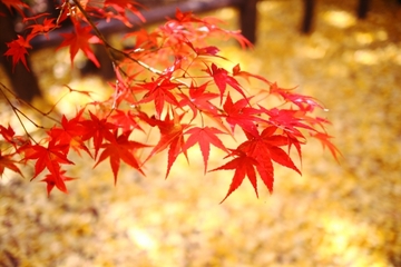 健康への道もダイエットの道も一歩から