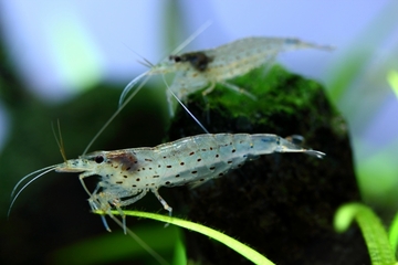 休日はわふわの仲間たちに癒されて心身リフレッシュ