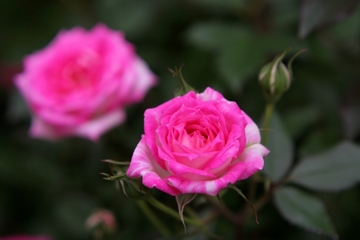 更年期世代におすすめ！！アーユルヴェーダによるローズウォーターの日焼けケア