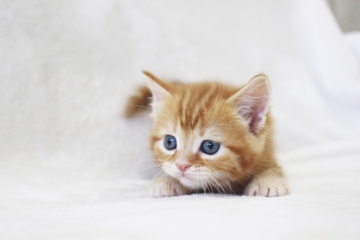 心の不安はペットにも伝わる！まずはアーユルヴェーダで自分自身不安を解消しよう