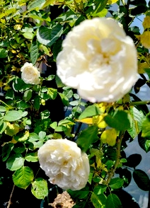 更年期とパニック障害
～自然療法によるアプローチ～②