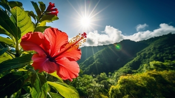 夏のアーユルヴェーダハーブでピッタバランスを整える！