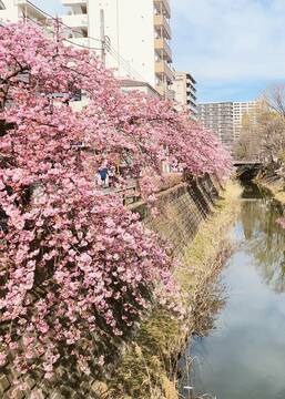 お花見はアーユルヴェーダライフ