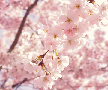 アーユルヴェーダのデトックス法 〜春に整える、心と体のセルフケア〜