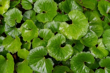 春のアーユルヴェーダレシピ：「ふき」で整える季節の一皿